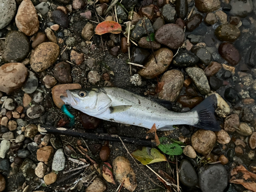 セイゴ（マルスズキ）の釣果