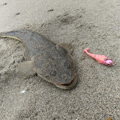 マゴチの釣果