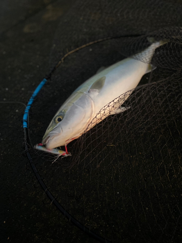 メジロの釣果