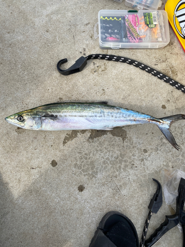 サゴシの釣果