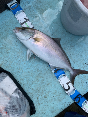 カンパチの釣果