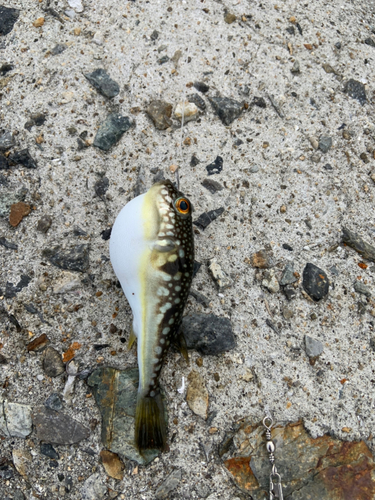 クサフグの釣果