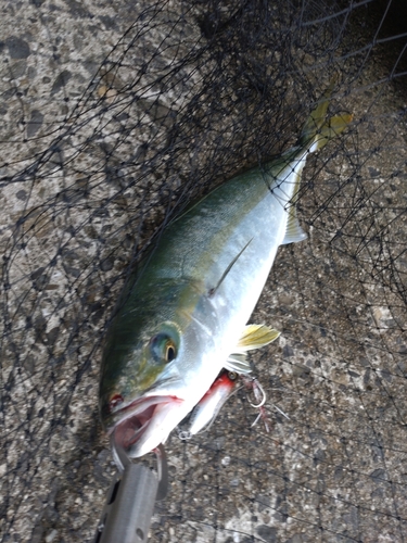 ハマチの釣果