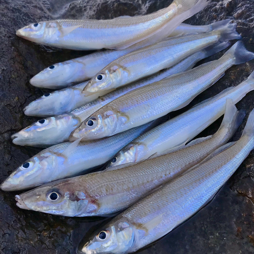 キスの釣果