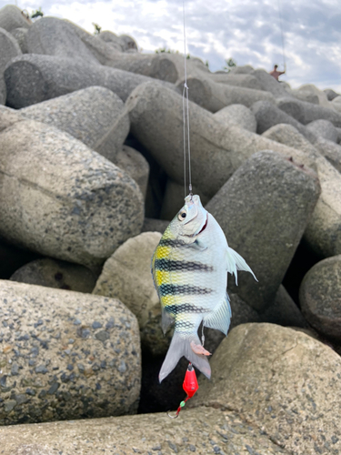 オヤビッチャの釣果