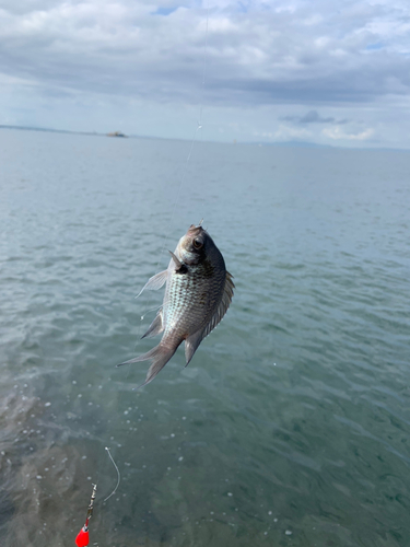 スズメダイの釣果