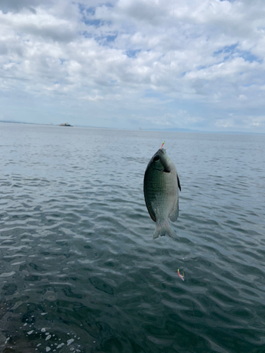 グレの釣果