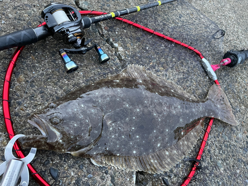 ヒラメの釣果