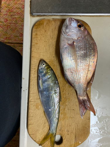 ハナダイの釣果