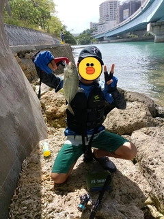 ギンガメアジの釣果