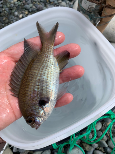 スズメダイの釣果