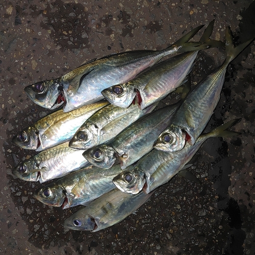 アジの釣果