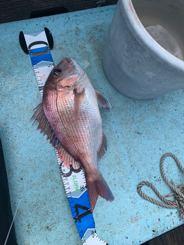 マダイの釣果