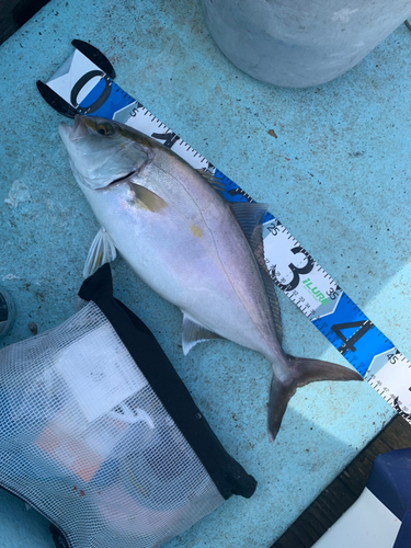 カンパチの釣果