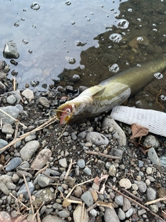 ナマズの釣果