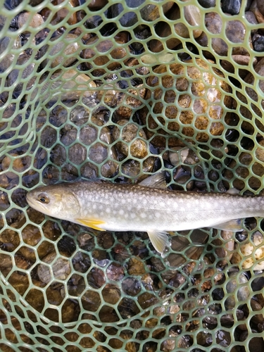 アメマスの釣果