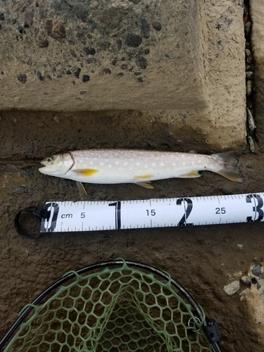 アメマスの釣果