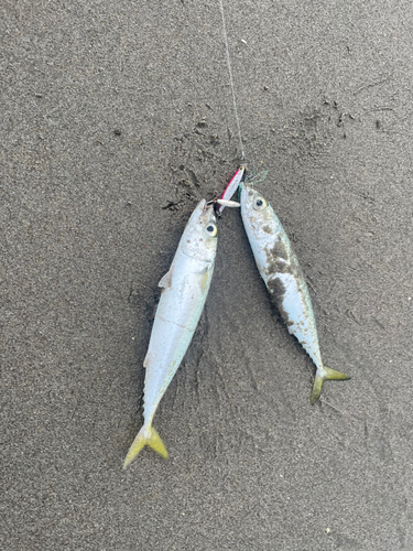 サバの釣果