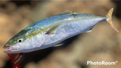 ハマチの釣果