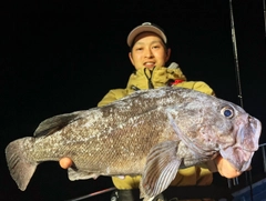 クロソイの釣果