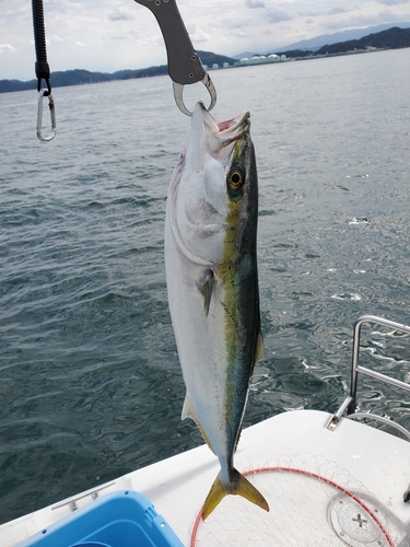 ハマチの釣果