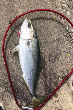 ハマチの釣果