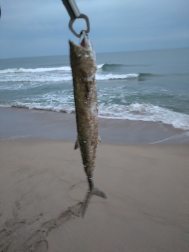 サゴシの釣果