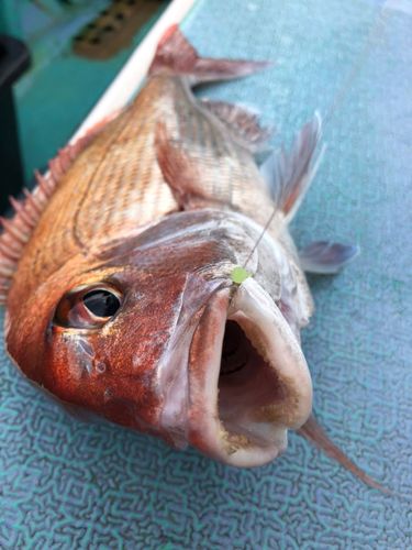 マダイの釣果