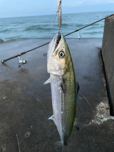 サゴシの釣果