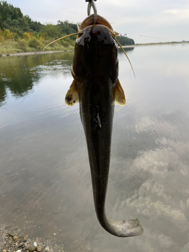 ナマズの釣果