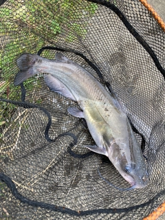 アメリカンキャットフィッシュの釣果