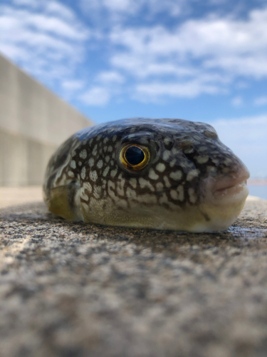 ショウサイフグの釣果