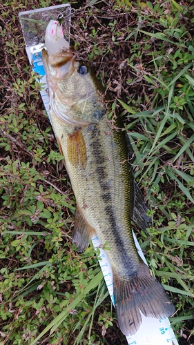 ラージマウスバスの釣果