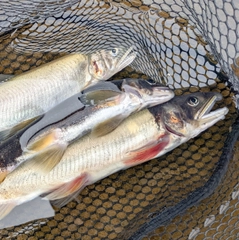 アユの釣果