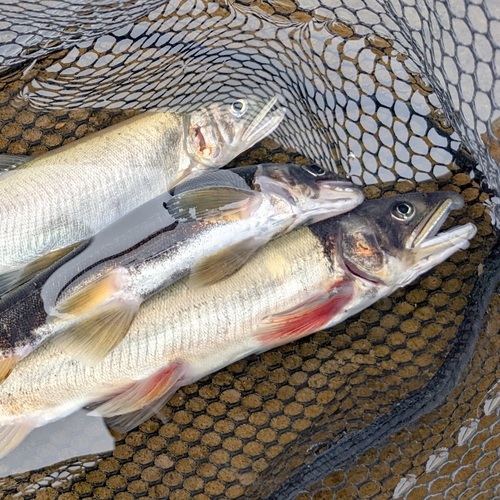 アユの釣果