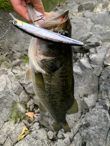 ラージマウスバスの釣果