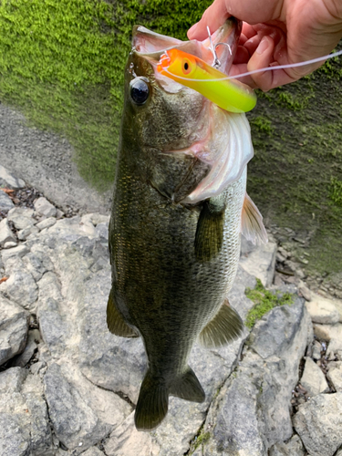 ラージマウスバスの釣果