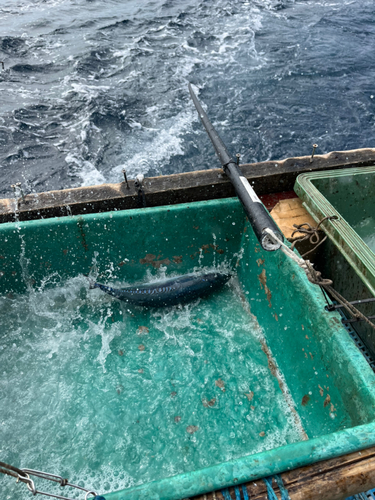 メジカの釣果