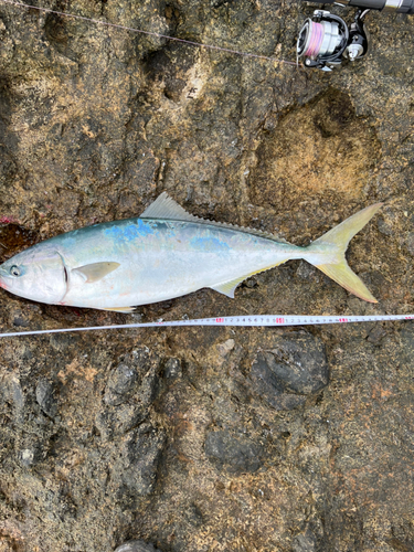 ワラサの釣果