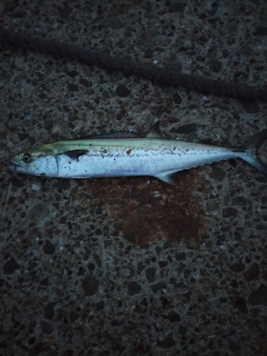 サゴシの釣果