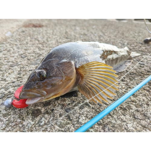 アイナメの釣果