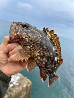ガシラの釣果
