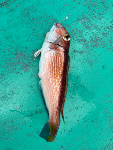 アカアマダイの釣果