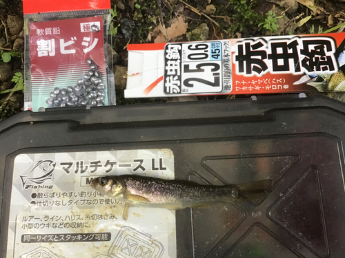 タカハヤの釣果