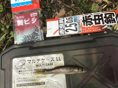 タカハヤの釣果