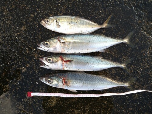 サバの釣果