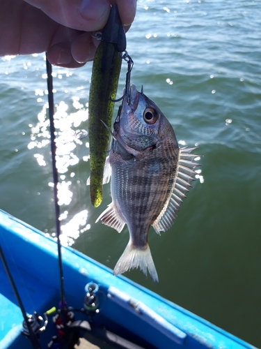 キビレの釣果