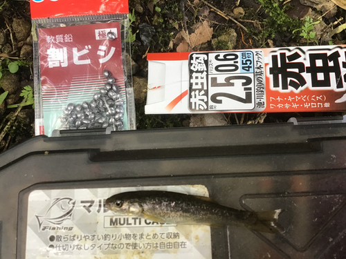 タカハヤの釣果