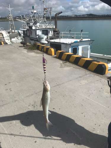 コチの釣果