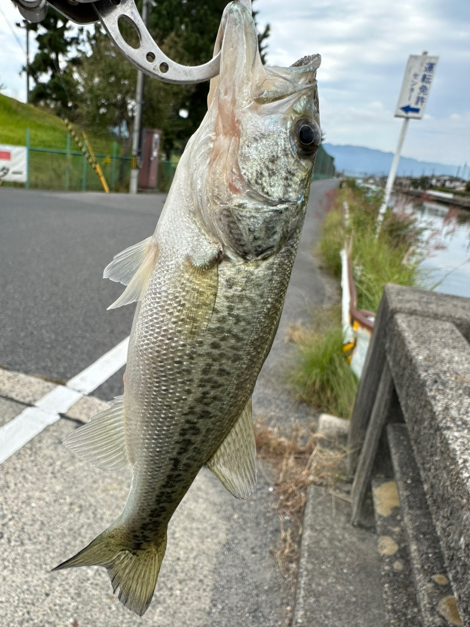 ブラックバス